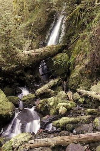 Photo: 
rainforest waterfalls