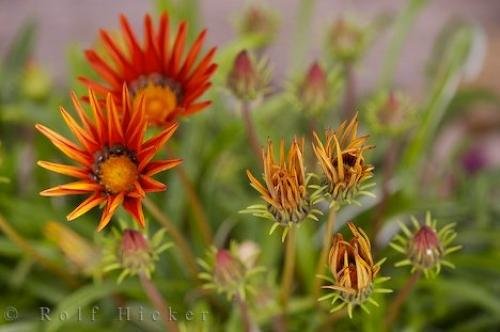 Photo: 
Red Gazania Flowers Spain