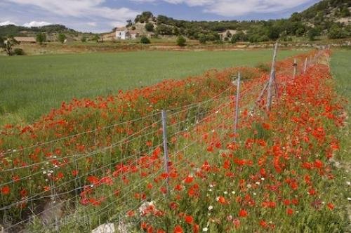 Photo: 
Red Poppy Field Morella Spain
