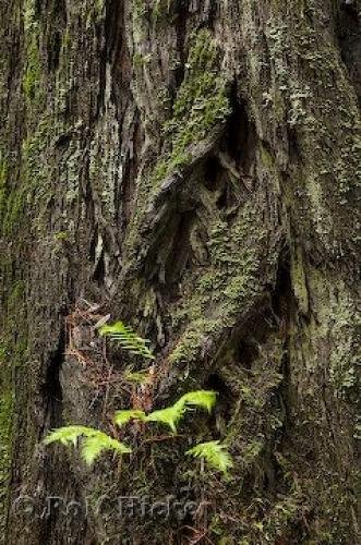 Photo: 
Redwood National Park California