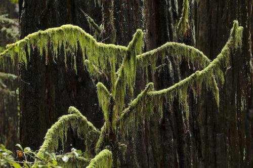Photo: 
Redwoods Forest Life California