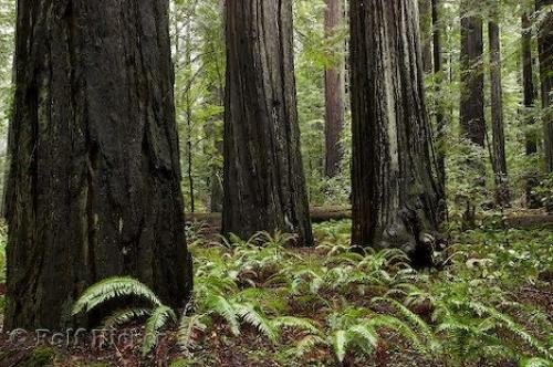 Photo: 
Redwoods