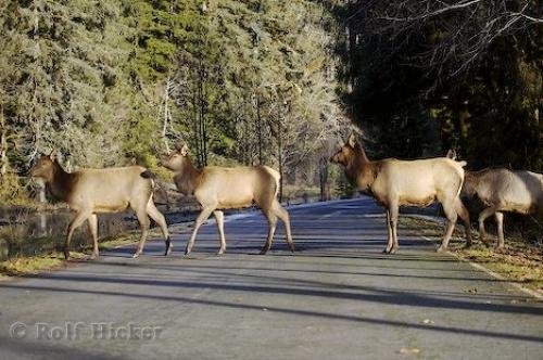 Photo: 
Roosevelt Elk Photo