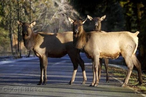 Photo: 
Roosevelt Elk Picture