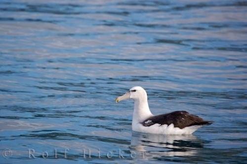 Photo: 
Royal Albatross Kaikoura Coast New Zealand