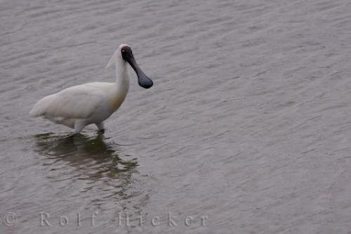 Photo: 
Royal Spoonbill Bird