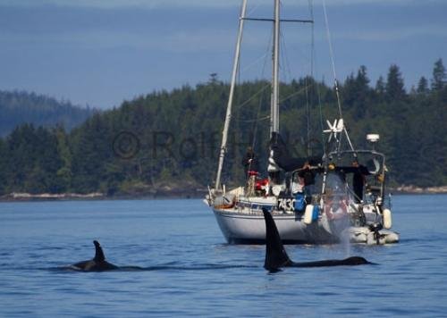 Photo: 
Sailboat Orcas