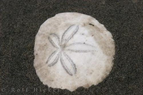 Photo: 
Sand Dollar