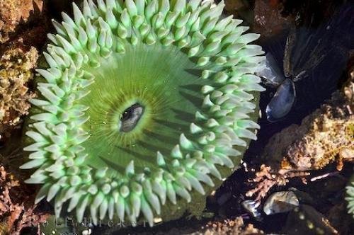 Photo: 
Sea Anemone