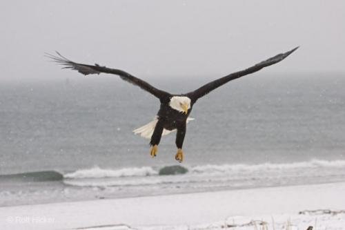 Photo: 
sea eagle