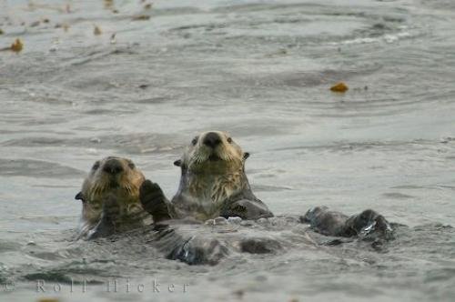 Photo: 
Sea Otter Couple