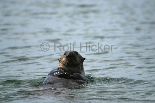 Photo: 
Sea Otter