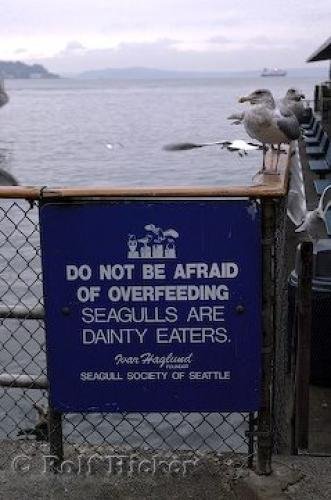 Photo: 
Seattle Seagulls