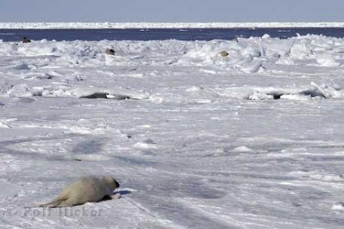 Photo: 
seal habitat