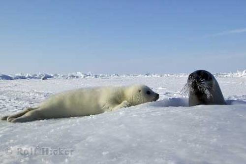 Photo: 
Seals Animal