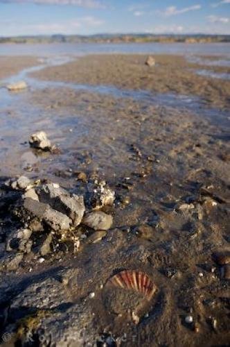 Photo: 
Shell Beach Kawhia Harbour New Zealand