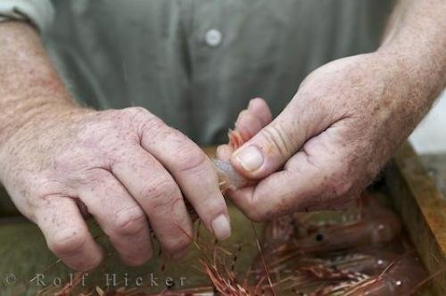 Photo: 
Shrimp Deshelling