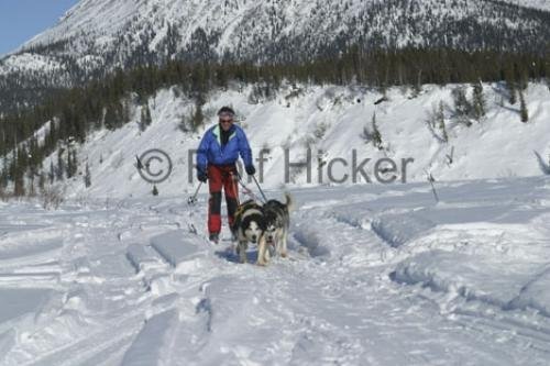 Photo: 
Skijoring Alaska Winter