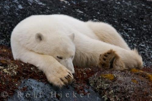 Photo: 
Sleeping Polar Bear Churchill Manitoba Canada