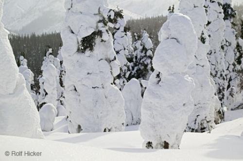 Photo: 
snow capped trees