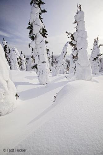 Photo: 
snow tree