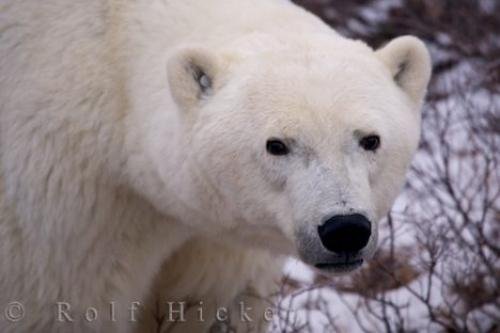 Photo: 
Polar Bear Sow Portrait Photo Manitoba Canada