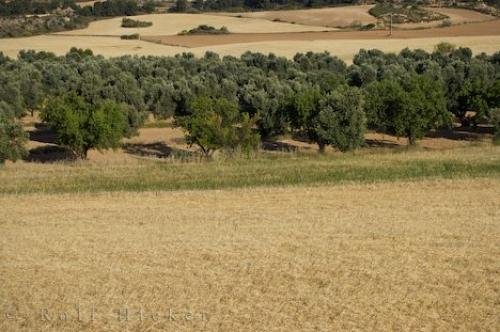 Photo: 
Spain Olive Trees