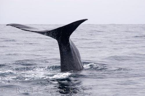 Photo: 
Sperm Whale Tail Fluke