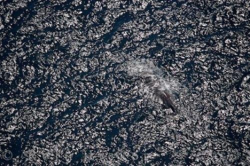 Photo: 
Sperm Whale Water Patterns Kaikoura