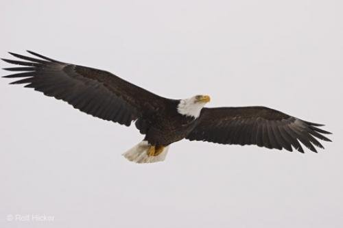 Photo: 
spread eagle females