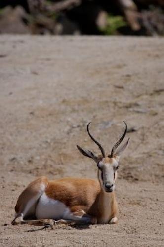 Photo: 
Spring Bok