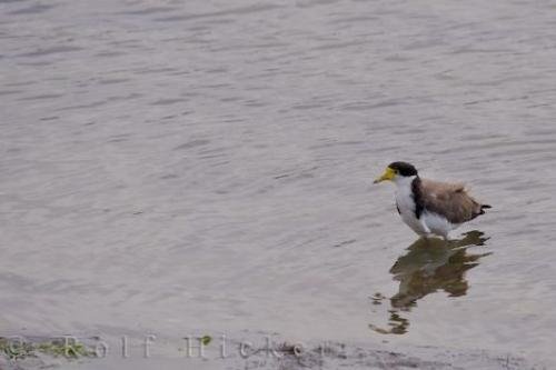 Photo: 
Spur Winged Plover