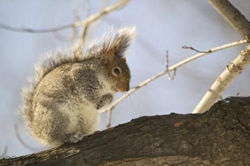 Photo: 
squirrel photo