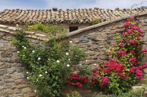 Photo: 
Stone Wall Roses Riglos Village Aragon Spain