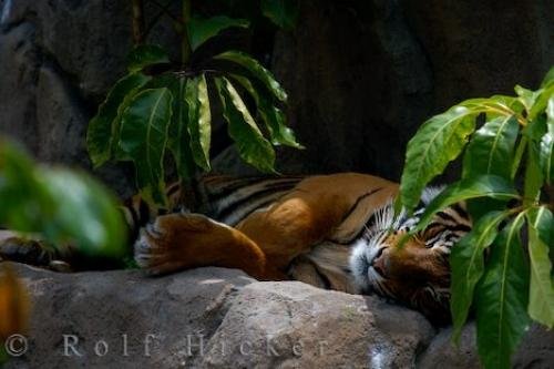 Photo: 
Sumatran Tiger Photo