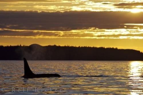 Photo: 
Sunset Killer Whale Heaven British Columbia