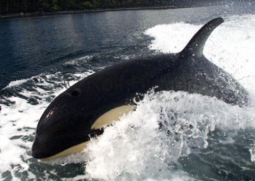 Photo: 
Surfing Orca Whale