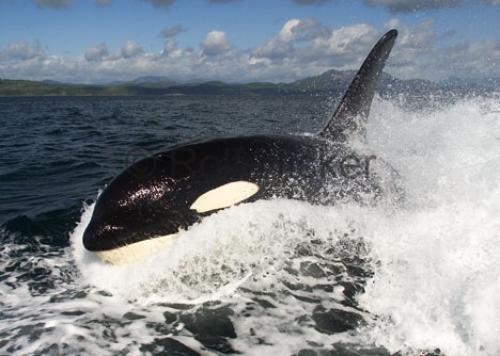 Orca Whale Surfing Along Whale Whale Watching Tour British Columbia