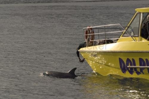 Photo: 
Swim With Dolphins