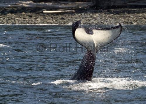 Photo: 
Tail Photo