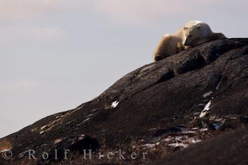 Photo: 
Tired Polar Bear Churchill Rocks Manitoba