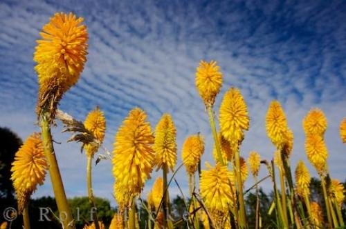 Photo: 
Torch Lily kniphofia uvaria