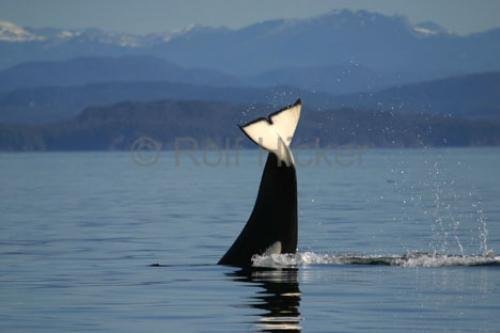 Photo: 
Transient Killer Whale Tail