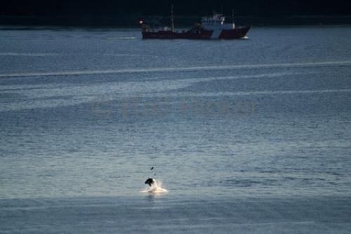 Photo: 
Transient Killer Whale Hunting