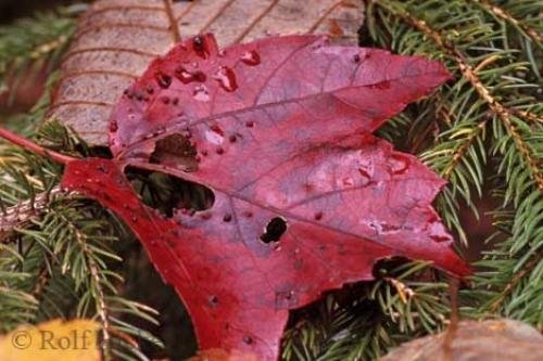 Photo: 
Red Fall Tree Leaves