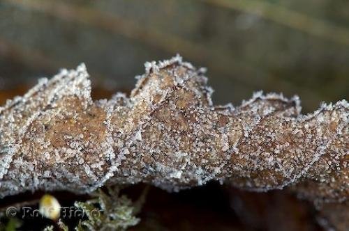 Photo: 
frozen tree leaves