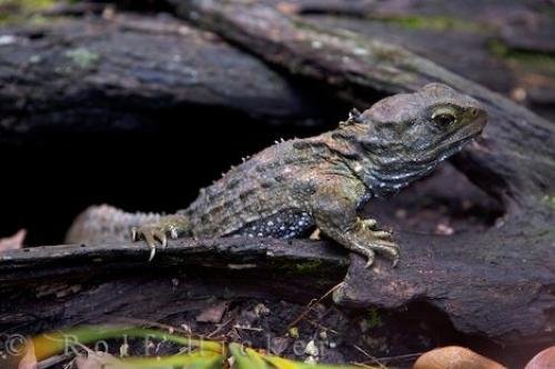 Photo: 
Tuatara Reptile