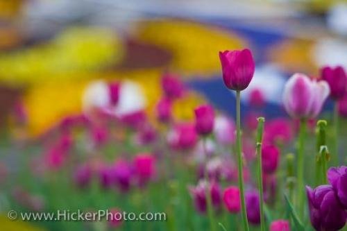 Photo: 
Tulips Niagara Parks Floral Clock Niagara River Parkway Queenston Ontario