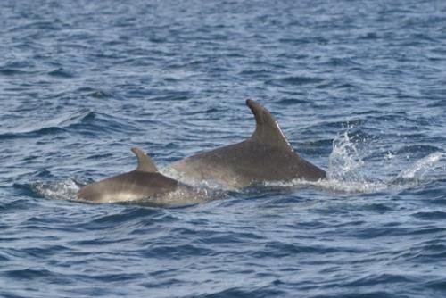 Photo: 
Tursiops Truncatus Bottlenose Dolphins