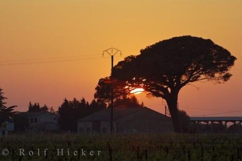 Photo: 
Umbrella Tree Sunset Village Vineyard Provence